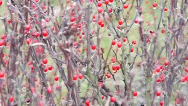 Arbusto de bayas rojas espinosas en el frío invierno - Transición rápida — Vídeo de stock