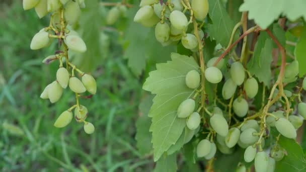 Trauben von grünen Trauben wachsen im Garten im Hinterhof — Stockvideo