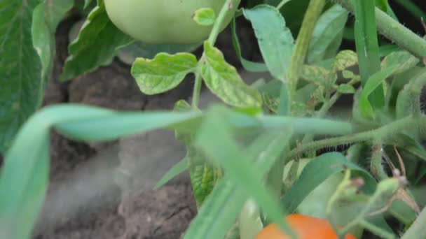 Tomates rojos y verdes en el jardín del patio trasero - Inclinación — Vídeo de stock