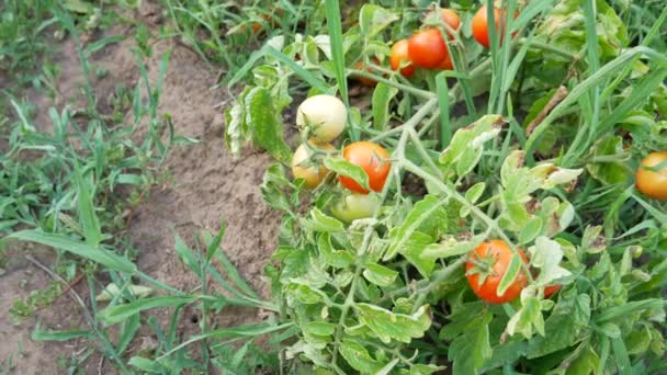 Tomates rouges et vertes poussant dans la cour - Pan — Video