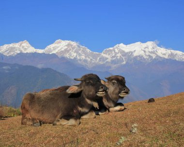 Manaslu şapkalı Buffalo bebekler ve kar