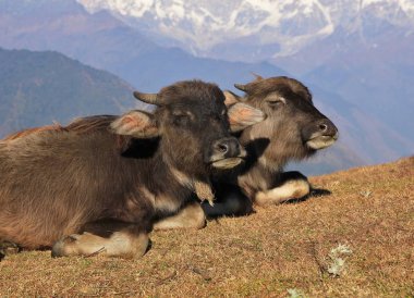 Buffalo arkadaş birlikte dinlenme
