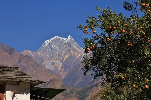 Mount Nilgiri and branch with mandarins — Stock Photo, Image