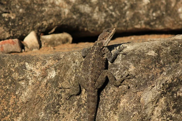 Well camouflaged lizard in Nepa — Stock Photo, Image