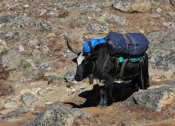 Dzo、ヤクと牛の袋を運ぶのハイブリッド — ストック写真