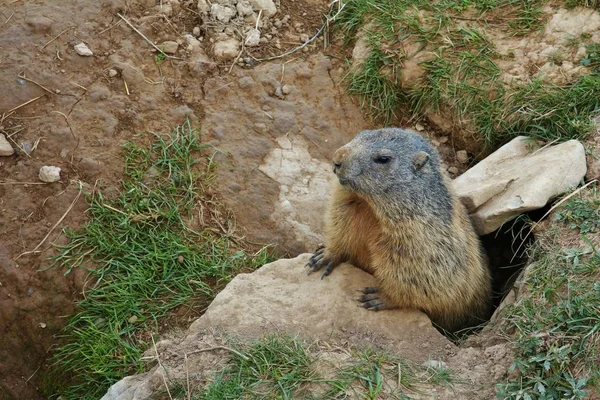 Marmot looking out of a hole