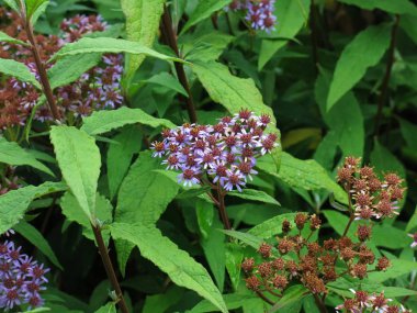 Sonbaharda mor çiçekler