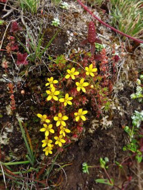 Sarı sonbahar çiçek