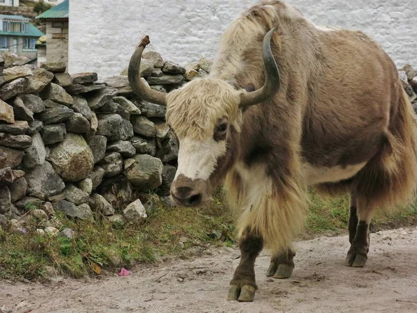 Biały brązowy yak — Zdjęcie stockowe
