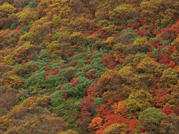 Nepal sonbahar orman — Stok fotoğraf