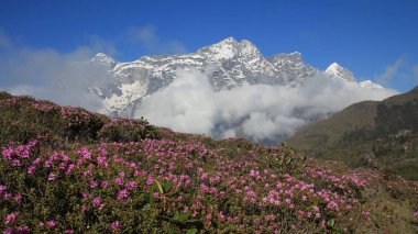 Çayır ile pembe çiçekler tam