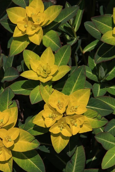 Grandi piante di mungitura gialla — Foto Stock