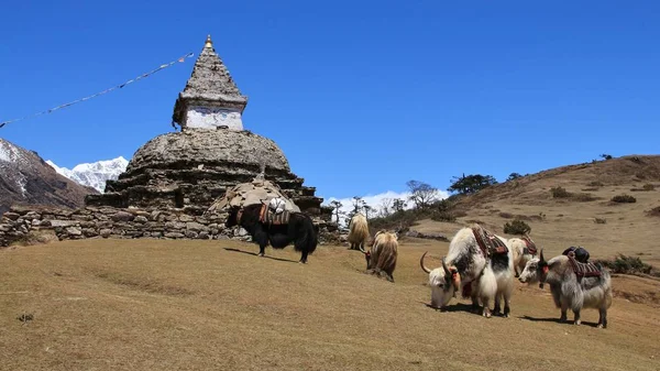 Tibet sığırı sürüsü ve stupa — Stok fotoğraf