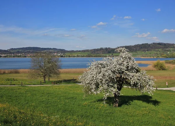 Tavaszi jelenet, Svájc — Stock Fotó