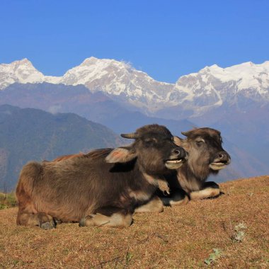 Sohbet manda bebekler