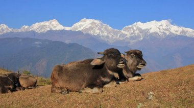 Ghale Gaun ve Manaslu aralığı bebeklerde su aygırı