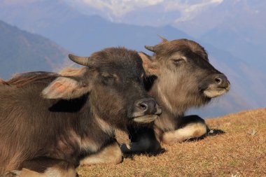 Su bufalosu bebeklerin uyku