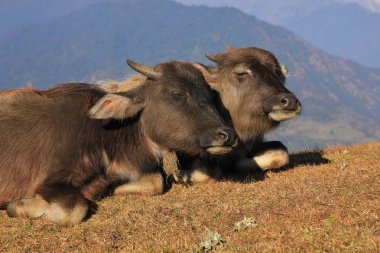 Dinlenme buffalo bebekler 