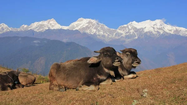 Vodní buvol děti v rozmezí Ghale Gaun a Manaslu — Stock fotografie