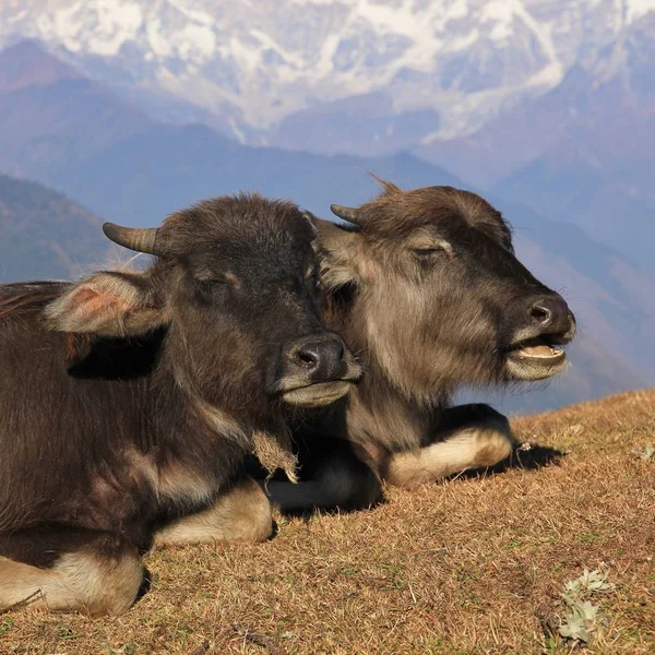 Su bufalosu bebekler 