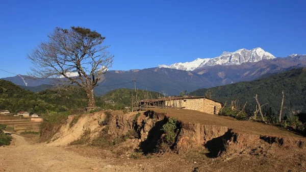 Annapurna Bereich und Baum — Stockfoto