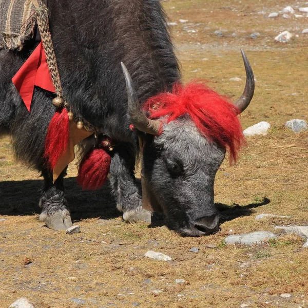協、ネパールで撮影赤の装飾が施されたヤク. — ストック写真