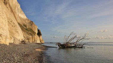 Ölüm ağacı Moens Klint, kireçtaşı uçurumun Danimarka, düşmüş.