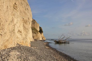 Moens Klint ve ölüm ağacı cliff denize düşmüş.