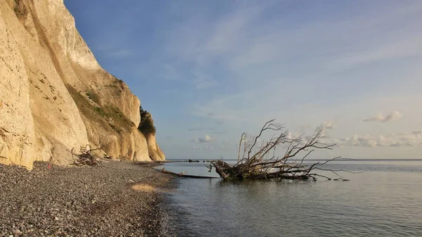 Ölüm ağacı Moens Klint, kireçtaşı uçurumun Danimarka, düşmüş.