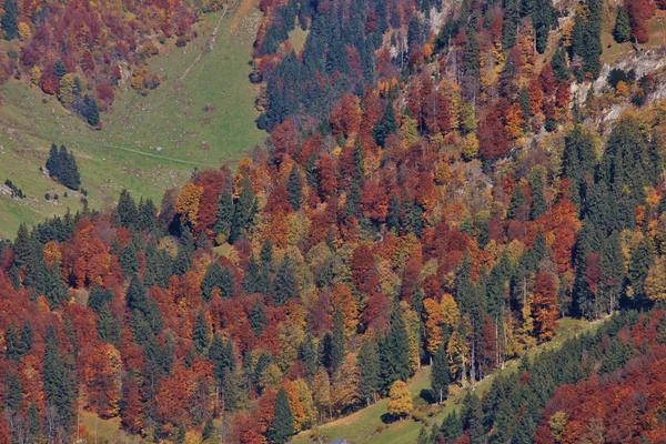 Toggenburg Valley, İsviçre Alpleri renkli sonbahar orman. — Stok fotoğraf