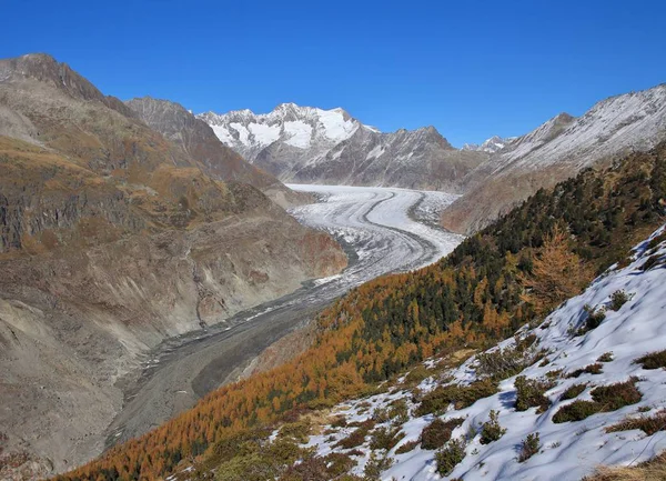 Escena de otoño en Suiza. Bosque de alerce dorado, glaciar Aletsch — Foto de Stock