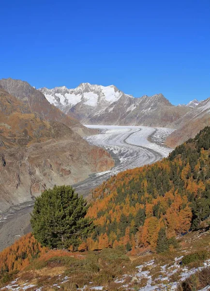 Golden larch forest and Aletsch glacier, longest glacier of the — Stock Photo, Image