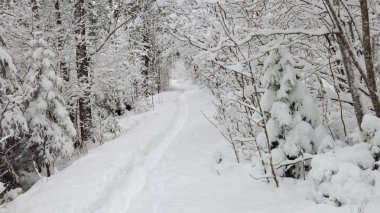 Patika önde gelen yalak bir orman. Yeni kar.
