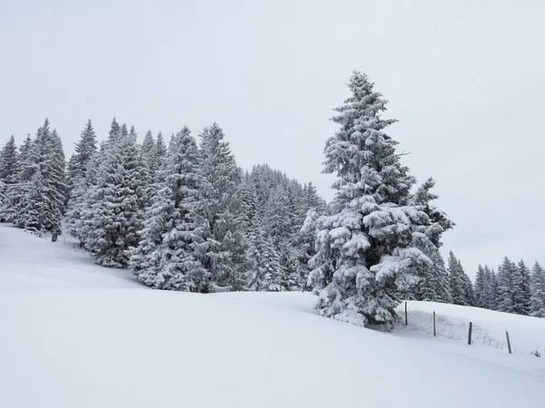 Fir forest after new snowfall. Winter scene. — Stock Photo, Image