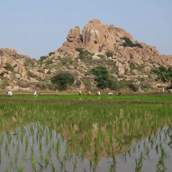 Hampi Hindistan Pirinç Alan Granit Dağ Kaya Tırmanışı Için Popüler — Stok fotoğraf
