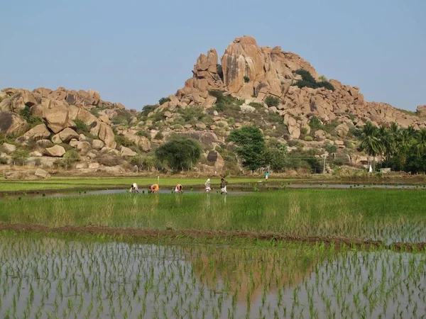 Riz paddy et montagne de granit à Hampi, Inde . — Photo