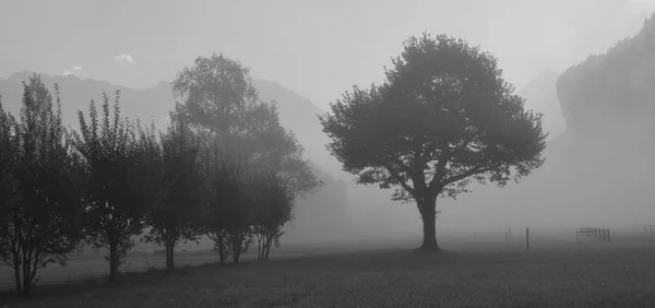 Bir sonbahar sabahı adamlara ağaçta. — Stok fotoğraf