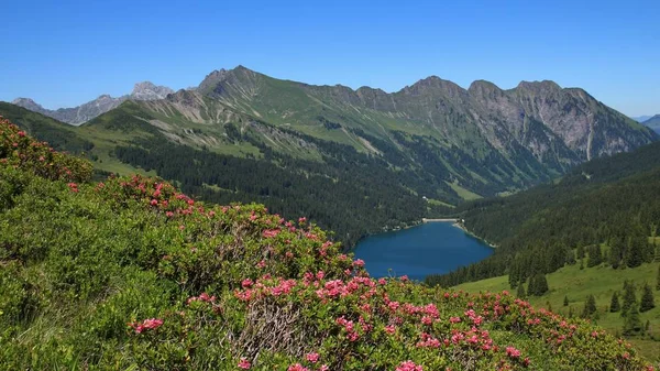 Alpenrosen en blauwe lake Arnensee. — Stockfoto