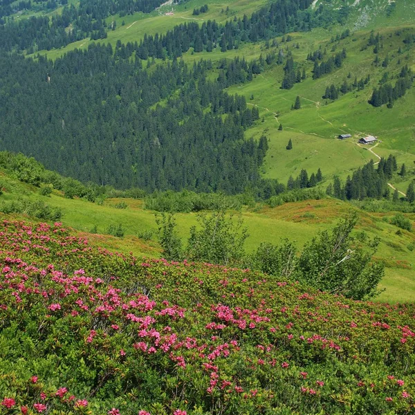 Alpenrosen ve uzak bir çiftlik görünümünü. Yaz sahne. — Stok fotoğraf