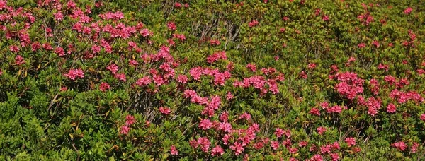 海の Alpenrosen. — ストック写真