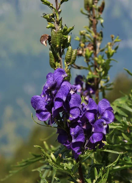 Monje, flor silvestre púrpura . —  Fotos de Stock