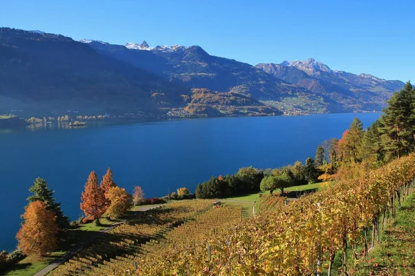 Paisaje otoñal en el lago Walensee, Suiza. Viñedo en Wale —  Fotos de Stock