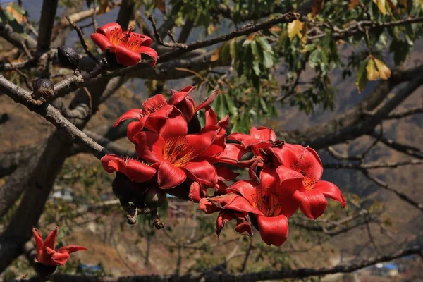 Zweig eines blühenden roten Baumwollbaums, Bombax Ceiba. — Stockfoto