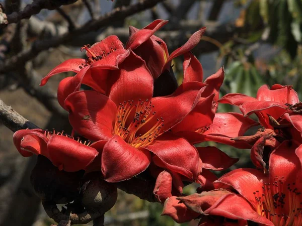 Schöne Blüten eines roten Baumwollbaums. Frühlingsszene in Shyapru — Stockfoto