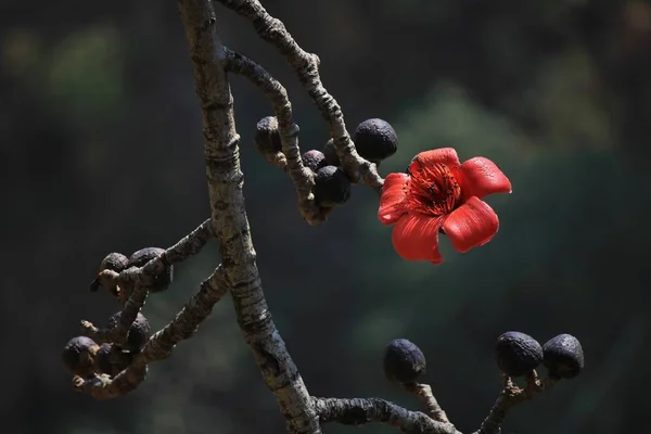 Blume aus roter Baumwolle. — Stockfoto