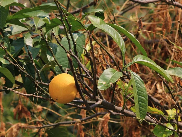 Tipo local de pomelo, citrinos que crescem na Langtang Natio — Fotografia de Stock