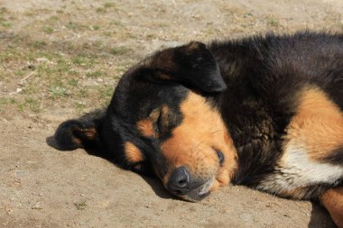 Şirin sokak köpeği başkanı. Kyanjing Gompa fotoğrafı.