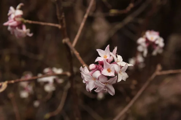 ネパール ・ ランタン国立公園で見られる花ダフネ。Sprin — ストック写真