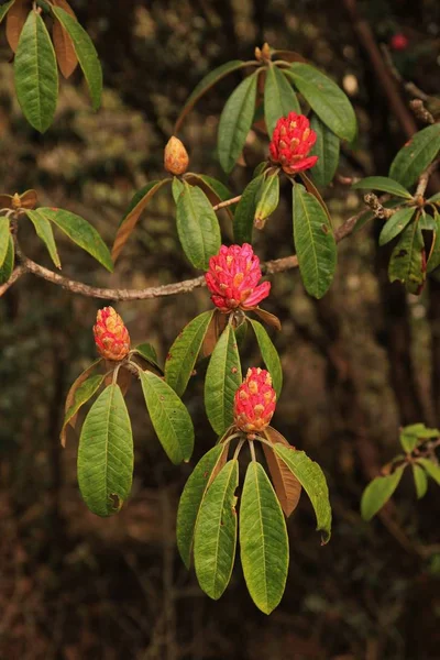 Brotes de un rododendro rosa en Nepal. Escena de primavera , —  Fotos de Stock