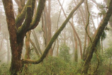 Rainforest Pokhara, Nepal yakınındaki. Ormangülü adamlara Bahar da da